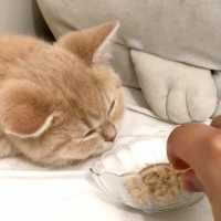 ご飯の時間になっても気づかない子猫😯 大好きなご飯を近づけると… 【PECO TV】