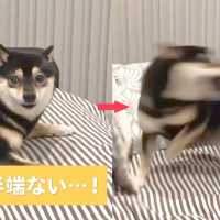 “柴犬”台風🐶🌀 高速回転する柴犬ちゃんは誰にも止められない❣️【PECO TV】