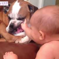 「犬と赤ちゃん」仲良しすぎる!!!何されても怒らない・かわいい犬と赤ちゃん
