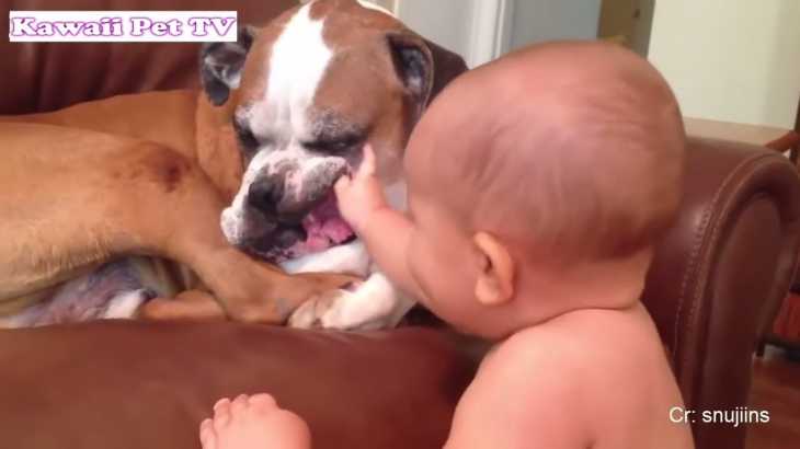 「犬と赤ちゃん」仲良しすぎる!!!何されても怒らない・かわいい犬と赤ちゃん