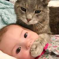 初めて人間の赤ちゃんに会った猫の反応が超おもしろい・かわいすぎる