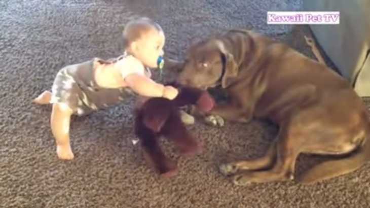「おもちゃでケンカ」おもちゃを取り合いする赤ちゃんと犬・かわいすぎる