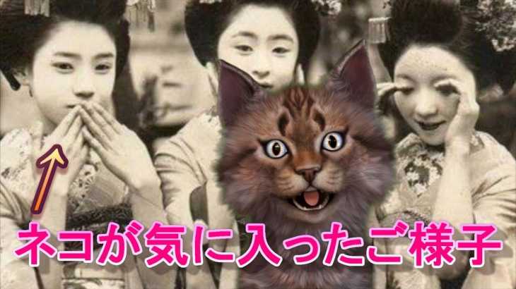（´・ω・｀）ネコと見る「100年前の日本の写真が凄過ぎる件」