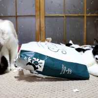 紙袋で遊ぶ猫　190606