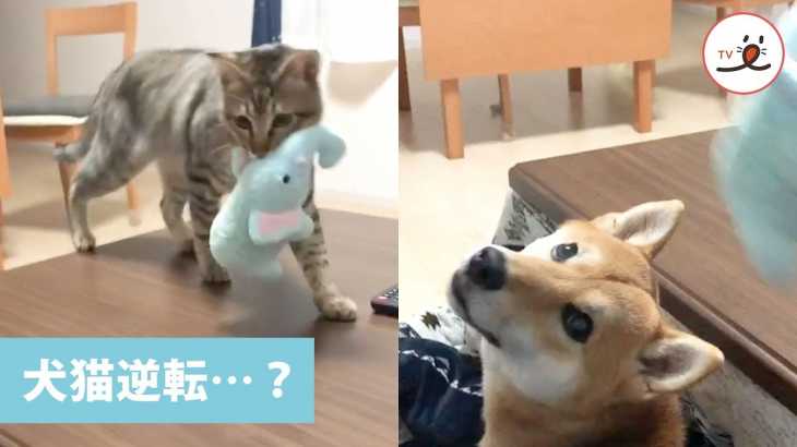 柴犬と「取ってこーい」をしようとしたら…😳 ワンコとニャンコの予想外の行動💓【PECO TV】