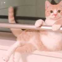 窓枠付近で降りられず、それを悟られないよう優雅に佇む猫😸【PECO TV】