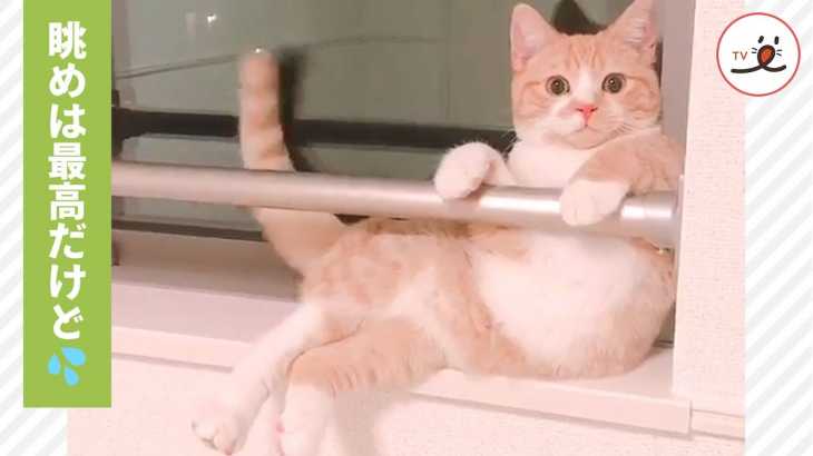 窓枠付近で降りられず、それを悟られないよう優雅に佇む猫😸【PECO TV】