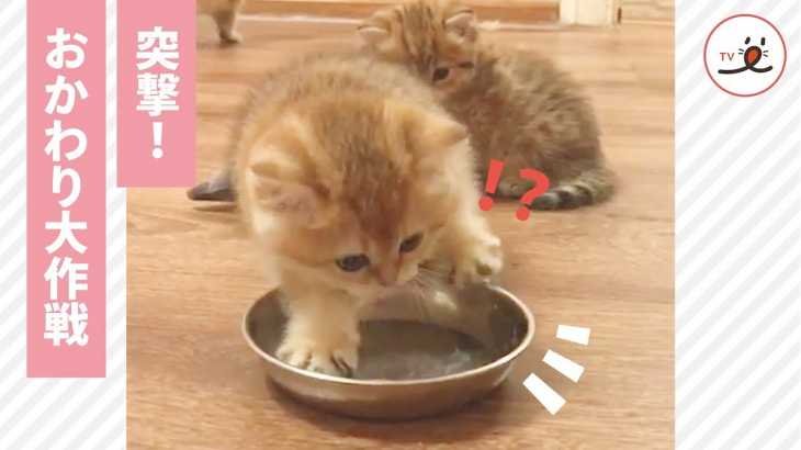 もっと食べたい‼︎そんな時は…😋 全身でおかわりアピールをしてくる子猫ちゃん🍙【PECO TV】