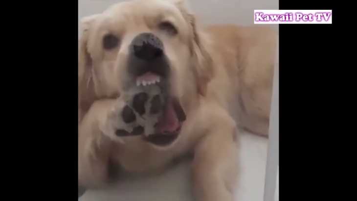 【面白い犬】絶対に笑えるゴールデンレトリバー犬、かわいい犬の物語