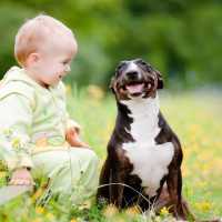 【犬と赤ちゃん】赤ちゃんと犬絶妙な関係・毎日赤ちゃんを笑わせる犬たち #1