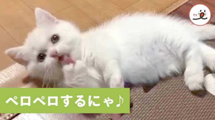 小さなペロリスト現る…⁉︎ ペロペロするのに夢中な子猫さん😚 💕【PECO TV】