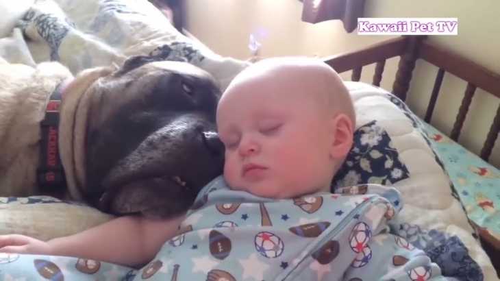 【犬と赤ちゃん】絶妙な関係! 仲良しす！一緒に遊んで、一緒に成長する