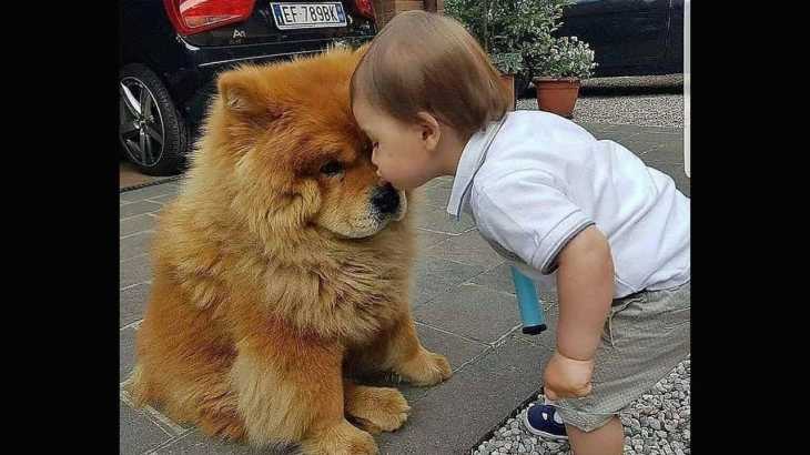 【動物と赤ちゃん, 子供】赤ちゃんと動物絶妙な関係・謎の会話, 遊び方