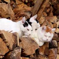 薪の上の3匹猫 190828