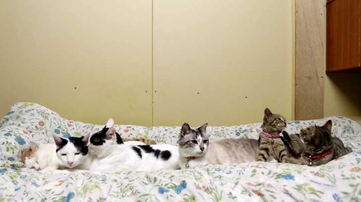 布団の上の6匹の猫 190803