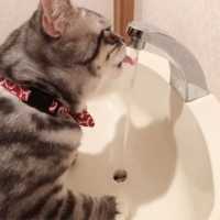 流れるお水っていいニャ〜💕 意外な場所でお水を飲むニャンコだったが…💧🐈 【PECO TV】