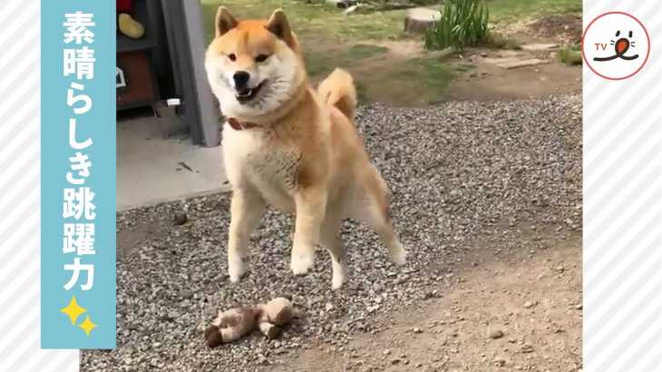 「嬉しくてピョイーン」と元気に飛び跳ねる柴犬がカワイイ🐕😆【PECO TV】