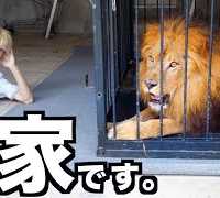 【百獣の王】オレの家にライオン来たんだがwwwwwwwwwww