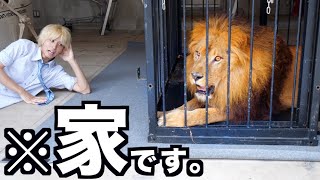 【百獣の王】オレの家にライオン来たんだがwwwwwwwwwww