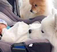 #1「かわいい犬」初めて人間の赤ちゃんに会った犬の反応が超面白い