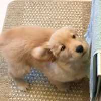 タオルを取りたいゴールデンの子犬🙌 洗濯バサミに気がつくと…💥【PECO TV】